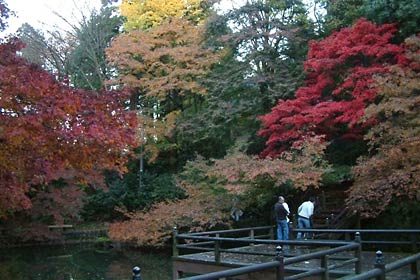 加茂山公園の終盤を迎えた紅葉