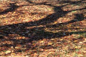 県央地域の平場でも紅葉から落葉の季節へ、冬支度が加速