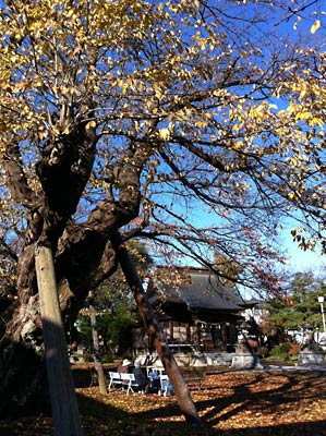抜けるような青空、ベンチにはお年寄りが