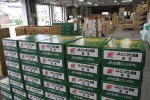 27日の「ル レクチエ」販売解禁日を前に県内産地で出荷始まる
