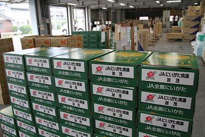 JAにいがた南蒲須田地区選果場に出荷された「ル　レクチエ」
