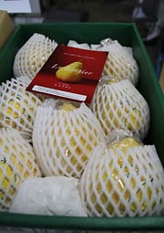 最高級品の赤秀1ケース8玉の「ル　レクチエ」