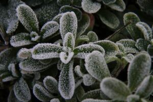 11日の三条は午前6時に0.7度まで気温が下がる厳しい冷え込みで霜が降りる