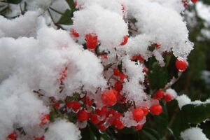 三条市内でナンテンの赤い実に降り積もった雪