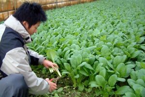 青々と葉を茂らせている内山農園のコマツナ