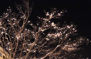 10日夜、白梅が咲いたような県央サティの植木を飾った雪の花