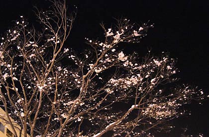 10日夜、白梅が咲いたような県央サティの植木を飾った雪の花