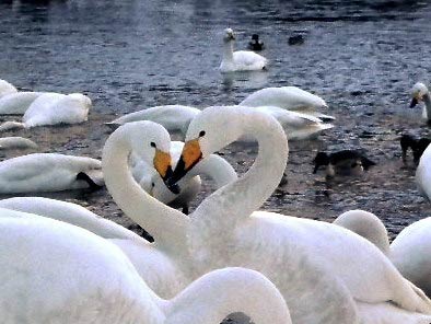 三条市のホームページに掲載された2羽のハクチョウが描くハートの写真