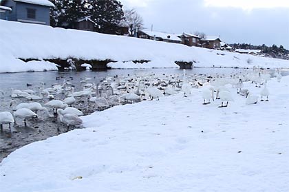 真っ白になったハクチョウ飛来地の河川敷