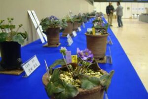 19、20日と第12回日本・新潟雪割草まつりが開かれるも燕三条地場産業振興センターの会場