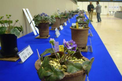 19、20日と第12回日本・新潟雪割草まつりが開かれるも燕三条地場産業振興センターの会場