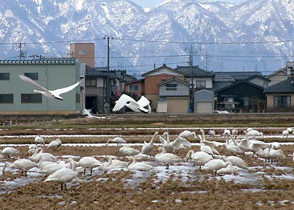 5日、三条市栗林地内の田んぼでえさをついばむハクチョウの群れ