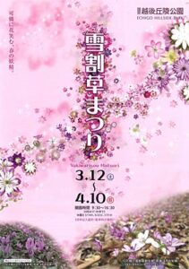 12日から国営越後丘陵公園で雪割草まつり、ユキワリソウの展示や即売会、講演会など