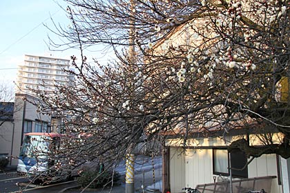 昭栄大橋たもとの神明町地内の家の白梅が咲き始め