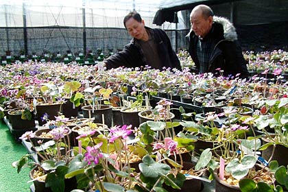 13日まで雪割草園ヌグリーで開かれている三条雪割草寿会の第12回雪割草展