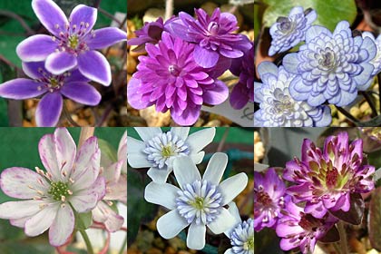 会場で咲く色も形もさまざまなユキワリソウの花