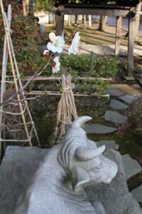 本成寺のウシの石像のそばに立つ白梅が咲き始め