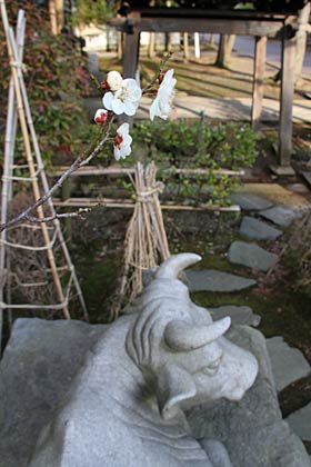 本成寺のウシの石像のそばに立つ白梅が咲き始め