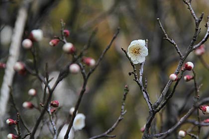 まだ大半がつぼみで、これから次々と咲く