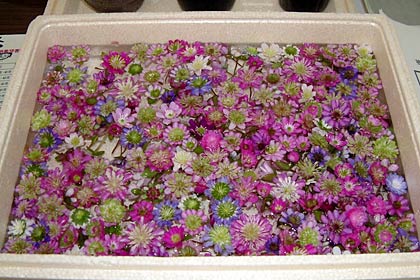 三条市総合福祉センターに届いたユキワリソウの花