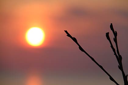  日本海夕日ステーションから夕日とソメイヨシノのつぼみ