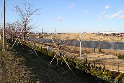 1日オープンした大河津分水さくら公園、大河津分水右岸堤防のサクラ並木から