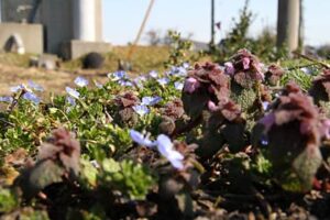 5日、三条市上須頃地内で紫のヒメオドリコソウと青いオオイヌノフグリの花