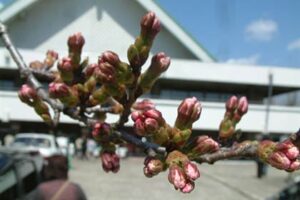 毎年、市内でもいち早く開花する三条市厚生福祉会館のサクラ