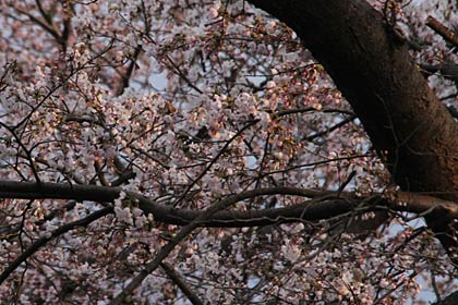 燕市南3、金山神社のサクラ