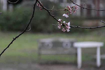 燕市南3、金山神社のサクラ