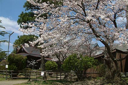 八幡公園のサクラは三分咲きから五分咲き