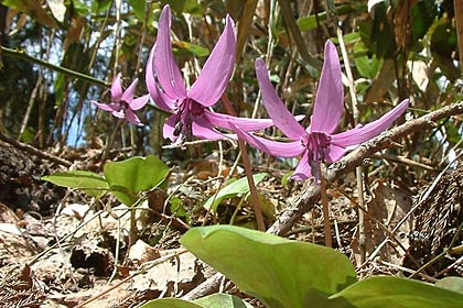 「トリムの森」のカタクリ