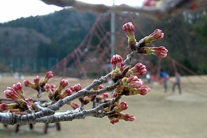 三条市総合運動公園のサクラはまだ咲き始め
