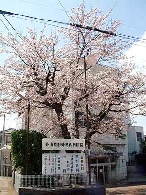 外山整形外科内科医院の樹齢50年余りのソメイヨシノ