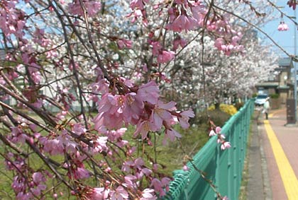 西裏館1、みのり幼稚園向かいのシダレザクラ