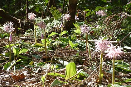 「トリムの森」のショウジョウバカマ