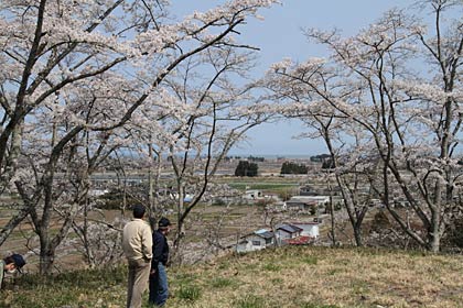 前日21日の南相馬市・桜平山（さくらだやま）公園のサクラ