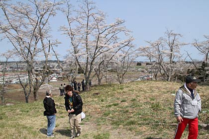 桜平山公園はサクラ咲く美しい風景に見えるが…