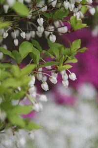 三条小学校校庭の植え込みでドウダンツツジやシバザクラが咲く