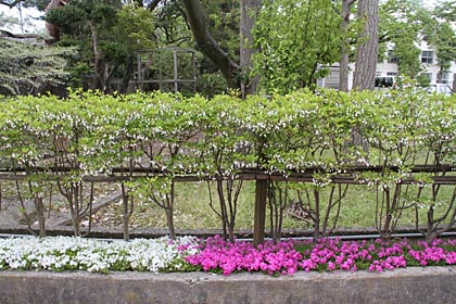 三条小学校校庭の植え込みの同反ツツジとシバザクラの花