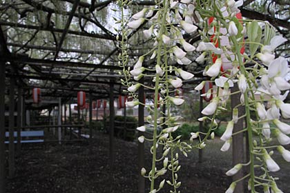 13日の「八王寺の白藤」の開花状況