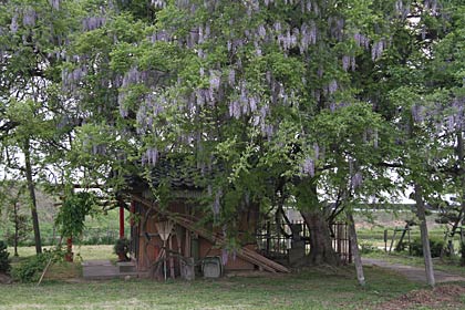  三条市井栗の「万葉の藤」