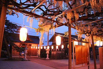 ちょうちんが下がる「八王寺の白藤」
