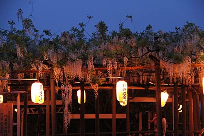 ちょうちんが下がる「八王寺の白藤」