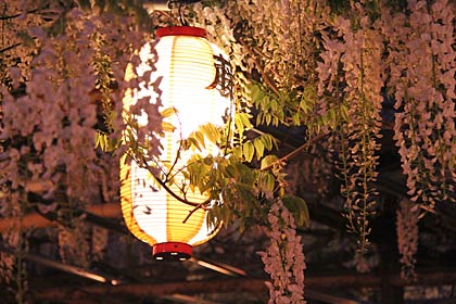 ちょうちんが下がる「八王寺の白藤」