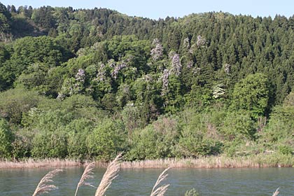 五十嵐川をはさんで三条市福岡の対岸のフジ