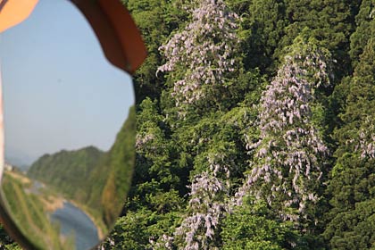 五十嵐川をはさんで三条市福岡の対岸のフジ
