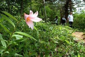 昨年の高城・ヒメサユリの花のようす