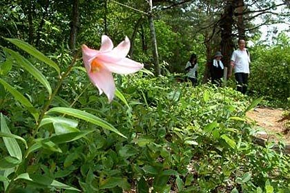 昨年の高城・ヒメサユリの花のようす