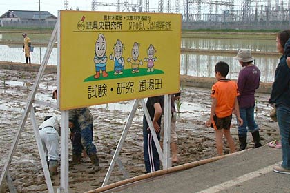 田植えした田んぼは、試験・研究・ほ場田